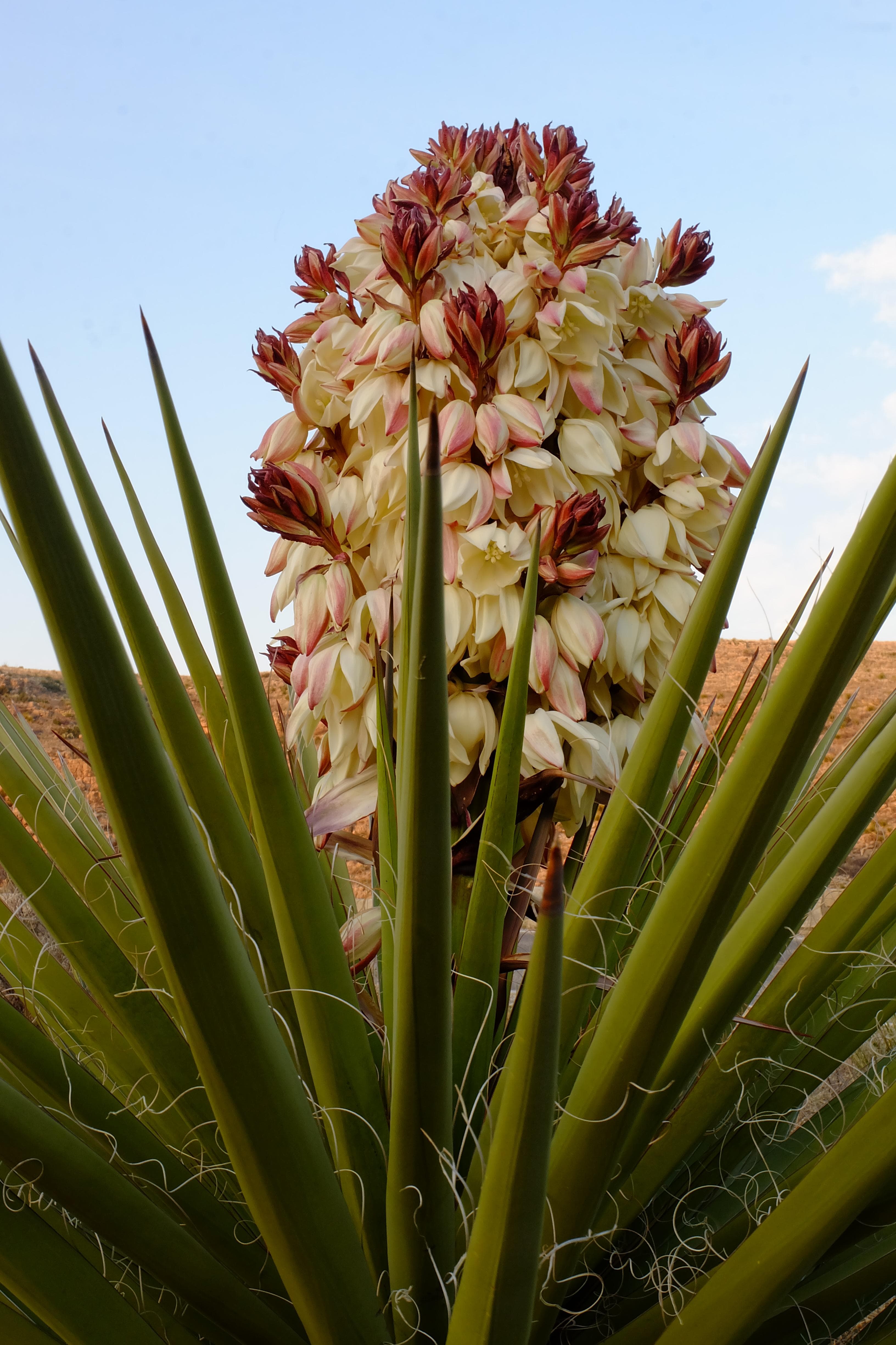 Yucca blooming