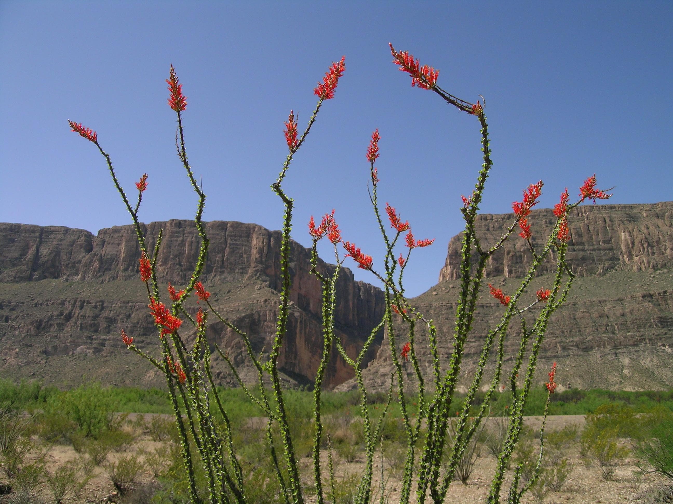 When ocotillo bloom, they transform the desert